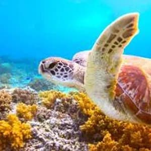 Lay Day Gili T image 1